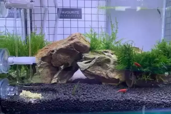 观赏虾应该怎样进行养殖,观赏虾养殖选酸碱度5-8的水源合适吗插图5