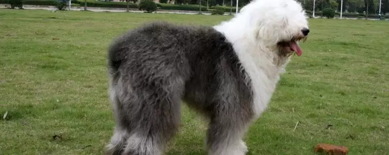 古牧犬的性格是怎样的呢,古牧犬性格比较淘气但很乐观吗-会东网