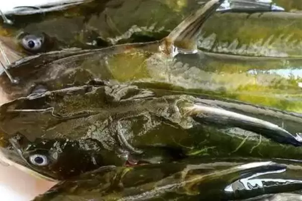 黄骨鱼处理问黄黄东西要去掉,黄骨鱼要去掉身上黄黄的东西吗，为啥？插图2