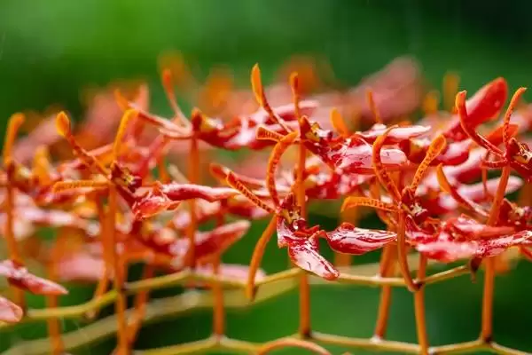 火焰兰植物问多年生草本植物,火焰兰简介，植物属性对吗？插图2
