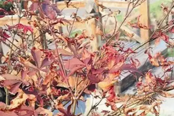 红枫盆栽的修剪方法是什么,红枫盆栽需修剪发育不良和徒长枝条吗插图3 红枫盆栽的修剪方法是什么,红枫盆栽需修剪发育不良和徒长枝条吗插图3