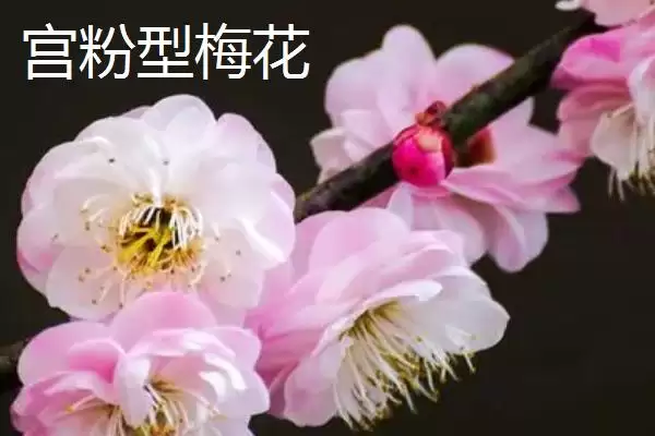 红梅的品种主要有哪些呢,红梅有较多品种且各自有什么特点呢插图4 红梅的品种主要有哪些呢,红梅有较多品种且各自有什么特点呢插图4