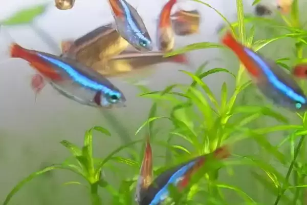 红绿灯鱼过多久才能长大呢,红绿灯鱼一般需要6-8个月才能长大吗插图2