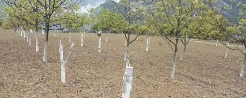 核桃的嫁接技术是怎样的呢,核桃常用劈接法和芽接法进行嫁接吗插图 核桃的嫁接技术是怎样的呢,核桃常用劈接法和芽接法进行嫁接吗插图