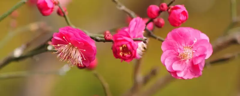 红梅的品种主要有哪些呢,红梅有较多品种且各自有什么特点呢插图 红梅的品种主要有哪些呢,红梅有较多品种且各自有什么特点呢插图