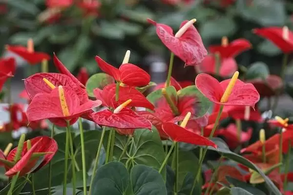 红掌有什么花语和象征意义,红掌代表燃烧的心、给予的热情等意义吗插图6 红掌有什么花语和象征意义,红掌代表燃烧的心、给予的热情等意义吗插图6