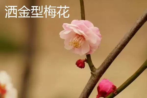 红梅的品种主要有哪些呢,红梅有较多品种且各自有什么特点呢插图9 红梅的品种主要有哪些呢,红梅有较多品种且各自有什么特点呢插图9