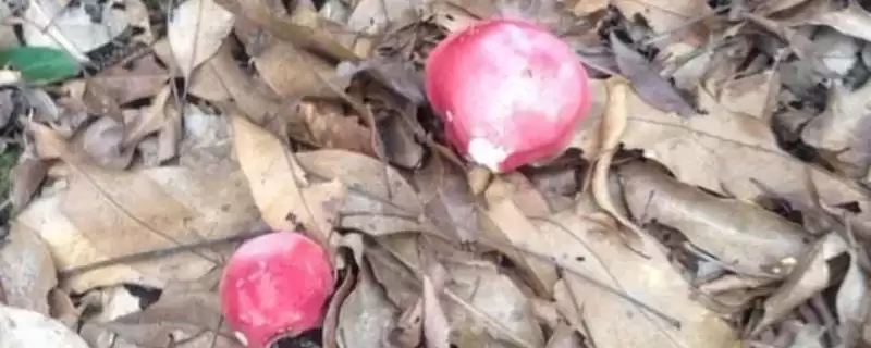 广西浦北县的特产有哪些呢,广西浦北县有“世界长寿之乡”称号有啥特产-会东网