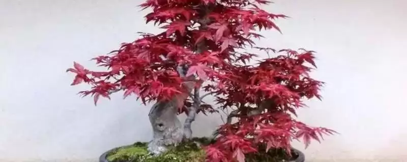 红枫盆栽的修剪方法是什么,红枫盆栽需修剪发育不良和徒长枝条吗插图 红枫盆栽的修剪方法是什么,红枫盆栽需修剪发育不良和徒长枝条吗插图