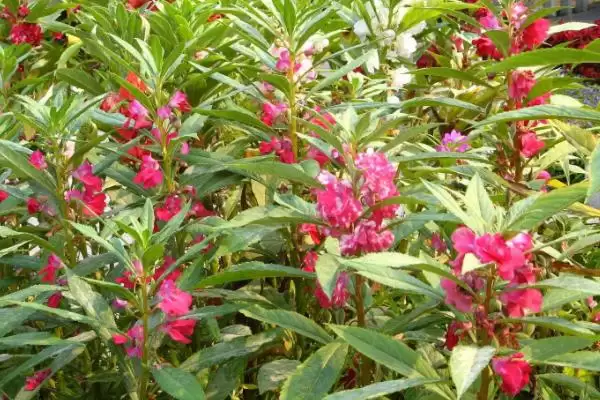 凤仙花褐斑病防治 ,凤仙花如何防治褐斑病插图1