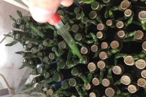 富贵竹修剪方法技巧 ,富贵竹的修剪有哪些方法和要插图6 富贵竹修剪方法技巧 ,富贵竹的修剪有哪些方法和要插图6