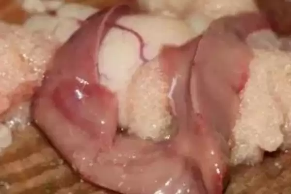 黄辣丁寄生虫肠道真有绦虫等,黄辣丁体内有没有寄生虫,真的有吗?插图2 黄辣丁寄生虫肠道真有绦虫等,黄辣丁体内有没有寄生虫,真的有吗?插图2