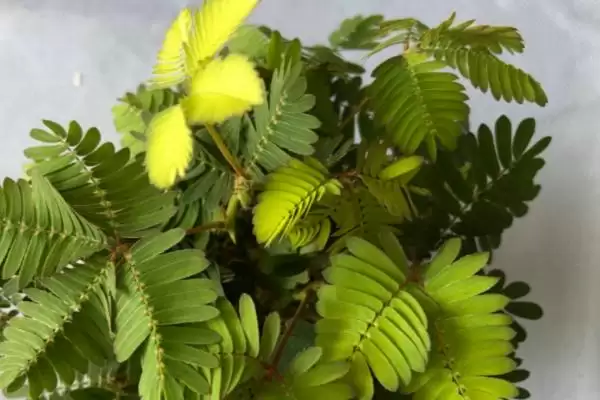 含羞草叶片发黄如何处理呢,含羞草叶片发黄转移至背阴处可缓苗复壮吗插图1