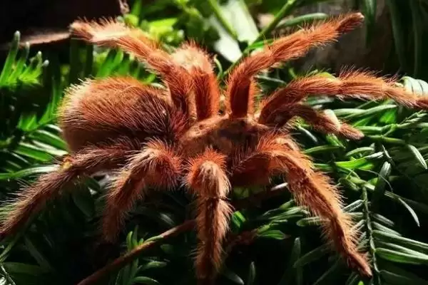 红玫瑰蜘蛛有着怎样的介绍呢,红玫瑰蜘蛛性情温顺喜在树洞中栖息吗插图8