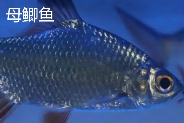 鲫鱼公母区分繁殖季特征明显,鲫鱼分公母吗,真的是这样区分吗?插图2 鲫鱼公母区分繁殖季特征明显,鲫鱼分公母吗,真的是这样区分吗?插图2