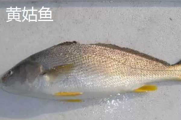 黄姑鱼产地问中日韩是主产地,黄姑鱼的产地，产地分布准确吗？插图2
