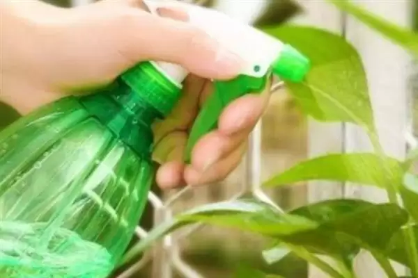 花椒水灭虫否真能除虫杀菌有效,花椒水能不能灭杀花盆中的害虫,效果如何?插图3 花椒水灭虫否真能除虫杀菌有效,花椒水能不能灭杀花盆中的害虫,效果如何?插图3