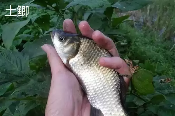 鲫鱼品种介绍土鲫高背鲫常见,鲫鱼的品种介绍，常见品种有这些？插图1
