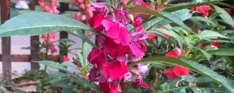 凤仙花花语寓意 ,凤仙花的花语有什么含义和寓-会东网