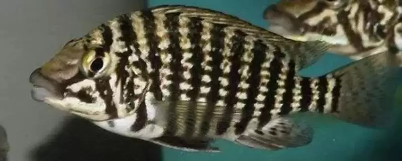 皇冠虎鱼饲养饲养难度真不大,皇冠十二间虎鱼好不好养,好养体现在哪?插图 皇冠虎鱼饲养饲养难度真不大,皇冠十二间虎鱼好不好养,好养体现在哪?插图
