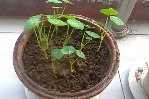 荷花种子如何进行种植呢,荷花种子可直接用塘泥进行养护种植吗插图1