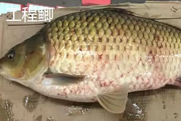 黑坑工程鲫用什么味型小药,黑坑钓工程鲫的小药味型需根据温度决定吗插图3