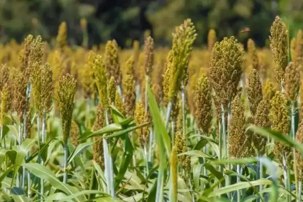 高粱常见病害类型 ,高粱常见的病害有哪些种类插图1 高粱常见病害类型 ,高粱常见的病害有哪些种类插图1