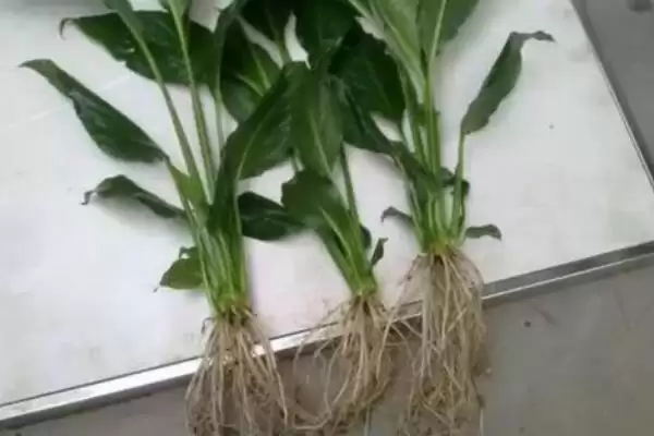 白掌的种植方法,白掌应如何进行种植插图8