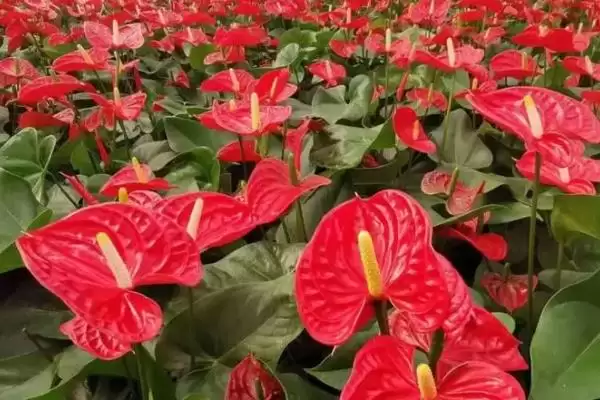 红掌有什么花语和象征意义,红掌代表燃烧的心、给予的热情等意义吗插图7 红掌有什么花语和象征意义,红掌代表燃烧的心、给予的热情等意义吗插图7