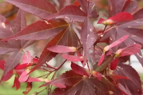 红枫叶枯病的症状有哪些呢,红枫叶枯病主要为害叶片是其症状吗插图2