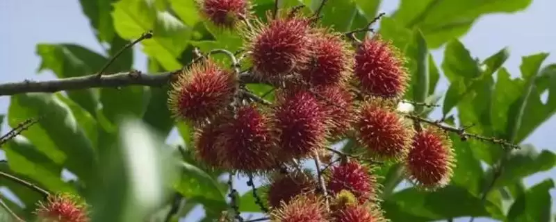 红毛丹的产地主要在哪里呢,红毛丹原产地是东南亚地区是这样吗-会东网