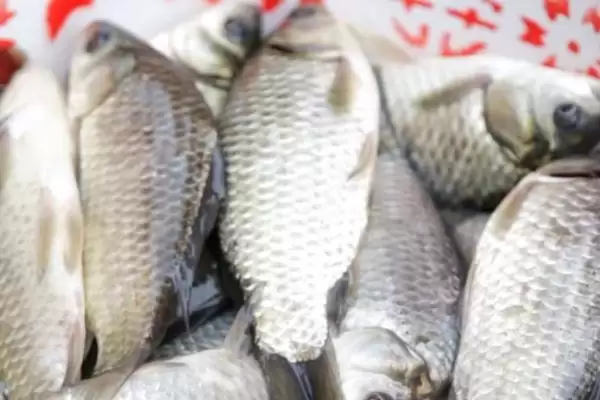 红虫保存温度是多少合适呢,红虫保存的最佳温度是0-5℃这个范围吗插图3