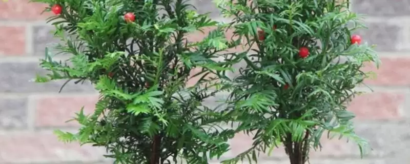 红豆杉的盆景养殖方法是啥,红豆杉盆景用稍大花盆种植来养殖吗-会东网