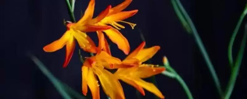 火焰兰植物问多年生草本植物,火焰兰简介，植物属性对吗？-会东网
