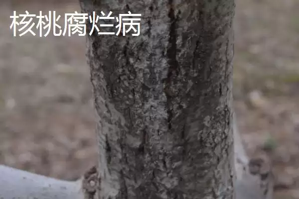 核桃常见病害怎么防治好呢,核桃常见病害需根据症状对症进行治疗吗插图3 核桃常见病害怎么防治好呢,核桃常见病害需根据症状对症进行治疗吗插图3