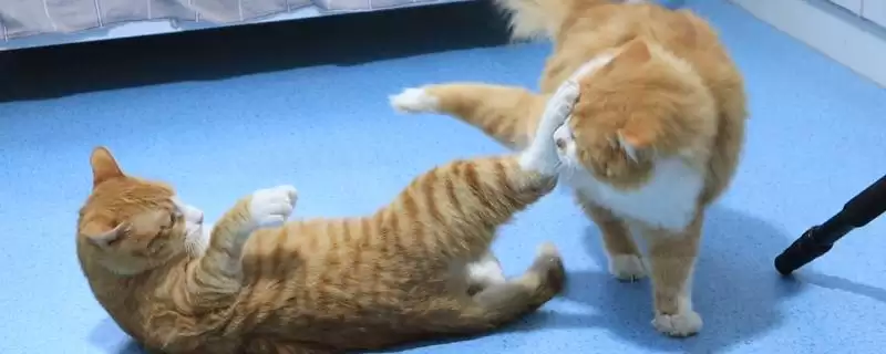 公猫打架处理方法措施 ,公猫打架应该怎么进行处理-会东网