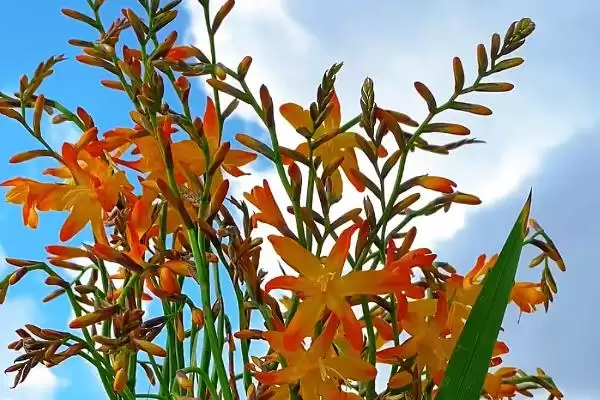 火焰兰植物问多年生草本植物,火焰兰简介，植物属性对吗？插图1
