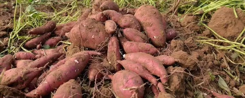 红薯地下害虫如何防治好呢,红薯地下害虫常见为地老虎等如何防治呢-会东网