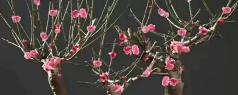 红梅的养殖方法是什么呢,红梅每月施一次稀释腐熟肥来养殖吗-会东网