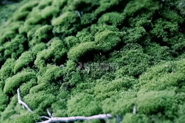 白掌的种植方法,白掌应如何进行种植插图2