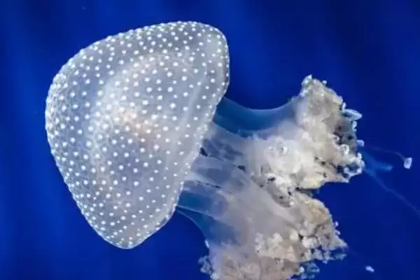 海蜇是什么类型的生物呢,海蜇是一种无脊椎动物这一说法正确吗插图1 海蜇是什么类型的生物呢,海蜇是一种无脊椎动物这一说法正确吗插图1
