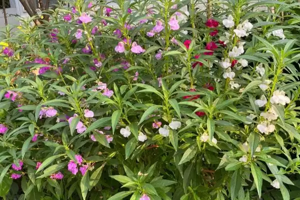 凤仙花品种类型 ,凤仙花常见的品种有哪些种插图1