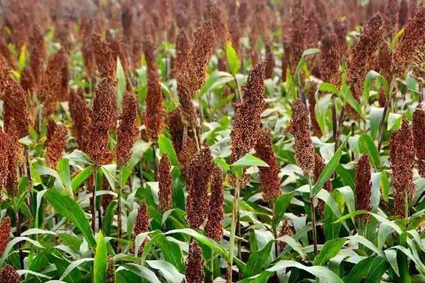 高粱常见病害类型 ,高粱常见的病害有哪些种类插图3 高粱常见病害类型 ,高粱常见的病害有哪些种类插图3