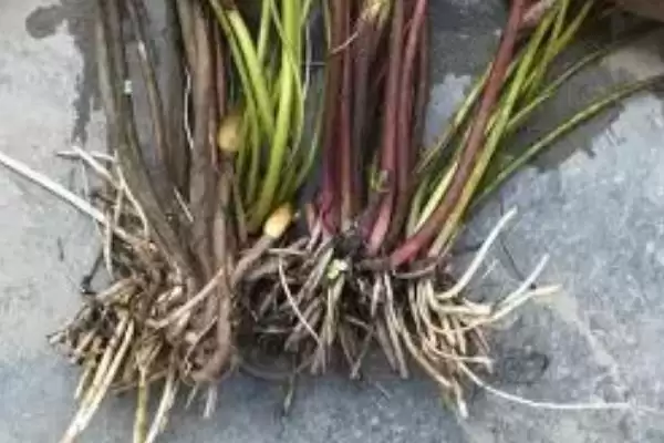 荷花有哪些特点和特性呢,荷花叶子形状为圆形盾状是其特点吗插图1