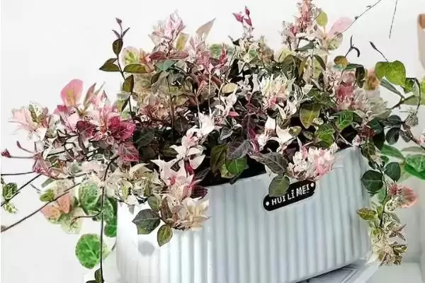 花叶络石养护9-10月追肥磷钾,花叶络石日常养护方法，追肥时间对吗？插图2