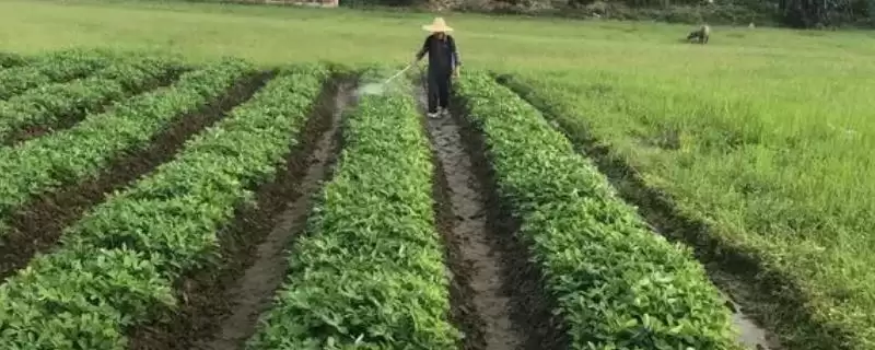 花生病虫害防治中后期咋防不同病害,花生中后期病虫害如何防治，方法有效？-会东网