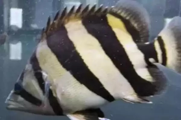 皇冠虎鱼饲养饲养难度真不大,皇冠十二间虎鱼好不好养,好养体现在哪?插图1 皇冠虎鱼饲养饲养难度真不大,皇冠十二间虎鱼好不好养,好养体现在哪?插图1
