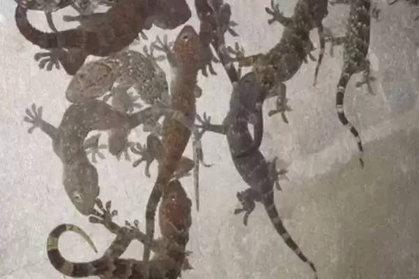 蛤蚧养殖有哪些注意事项,蛤蚧养殖确定环境后就近选种是要点吗插图3