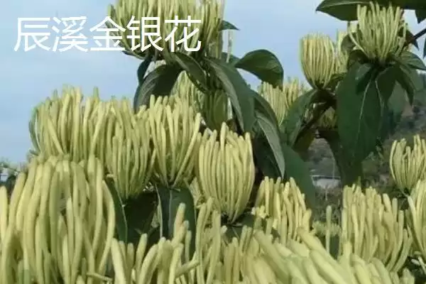 怀化辰溪特产油茶种植面积广吗,怀化辰溪的特产,当地油茶情况如何?插图3 怀化辰溪特产油茶种植面积广吗,怀化辰溪的特产,当地油茶情况如何?插图3