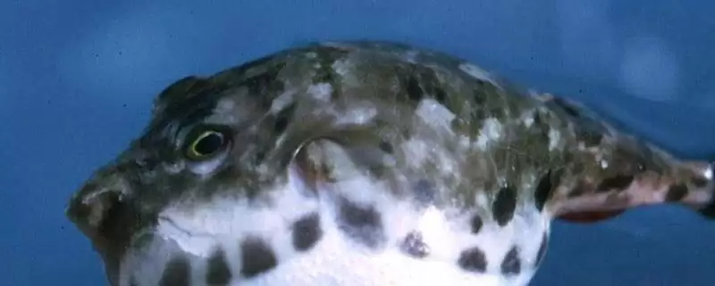 河豚的价格一般是多少钱呢,河豚一般价格在35-80元一斤这个范围吗-会东网